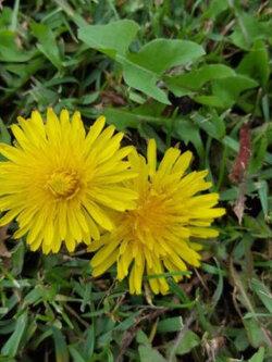 แดนดิไลออน (Dandelion) หรือ Wilderness / 1,600 เม็ด (Spain)
