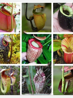 หม้อข้าวหม้อแกงลิง (Nepenthes) คละ / 100 เม็ด