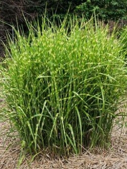 หญ้ามิสแคนทัสใบด่าง (M.sinensis - Zebrinus) หรือหญ้าม้าลาย / 25 เม็ด (USA)