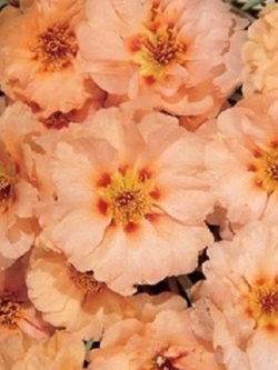 เบญจมาศคลุมดิน (Ground-cover Chrysanthemum) สีส้ม / 100 เม็ด