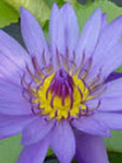 บัวขาบ (Nymphaea cyanea) สีคราม / 200 เม็ด