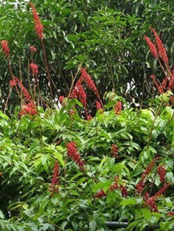 ต้นย่านางแดง กระถาง 6 ริ้ว สูง 20-30 ซ.ม. / ต้น