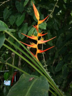 เฮลิโคเนีย (Heliconia latispatha - Orange Gyro) / 5 เม็ด (UK)