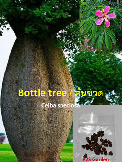 งิ้วชมพู ไหมจุรี Bottle Tree / 5 เม็ด (Portugal)