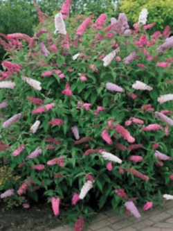 ราชาวดี (Butterfly Bush / Buddleia) คละ / 25 เม็ด