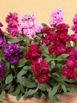 ไวโอเล็ต (Violet / Matthiola Incana) คละ / ซอง 30 เม็ด
