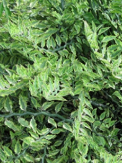 ต้นแสยกใบด่าง สูง 20-30 ซ.ม. / ต้น