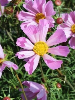 ดาวกระจาย ฮัมมิ่งเบิร์ด ไลแลค (Cosmos - Hummingbird Lilac) / 40 เม็ด (UK)
