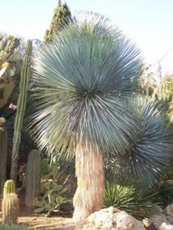 บีค ยุกค่า (Beaked Yucca) / 5 เม็ด (Australia)