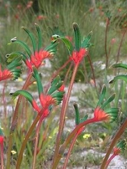 Red & Green Kangaroo Paw / 5 เม็ด (Australia)