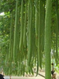 บวบยักษ์ (Giant Loofah) / 5 เม็ด (นอก)