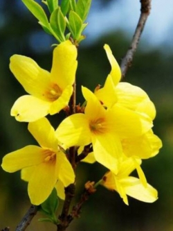 เหลี่ยงเคี้ยว หรือเหลี่ยนเชี่่ยว (Weeping Forsythia) 20 เม็ด / ซอง (E010)