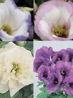 ไลซิแอนธัส - แซฟไฟร์ (Lisianthus - Sapphire) คละ / 10 เม็ด (UK)