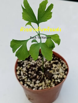ต้นกล้า แปะก๊วย Ginkgo เพาะเมล็ดจากจีน กระถางสีอิฐ 4 นิ้ว