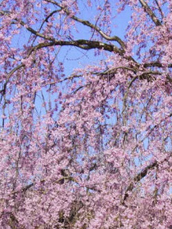 ซากุระ Shidare zaukra / 5 เม็ด (Japan)