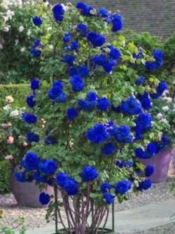 กุหลาบเลื้อยสีน้ำเงิน / 5 เม็ด (UK)