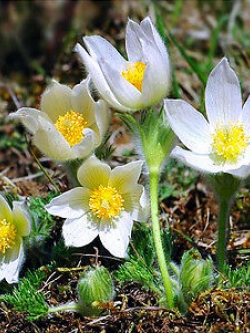 พาสคิว - อัลบา (Pasquale flower - Alba) สีขาว / 80 เม็ด (UK)