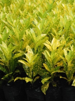 โกสนใบส้ม (Croton / Variegated Laurel) กระถาง 6 นิ้ว สูง 50 ซ.ม. ขึ้นไป / ต้น