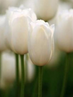 ทิวลิป สีขาว / 100 เม็ด