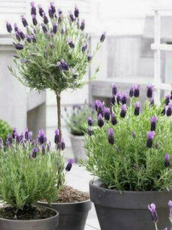 บัตเตอร์ฟลาย ลาเวนเดอร์ (Butterfly Lavender) / 50 เม็ด (Portugal)