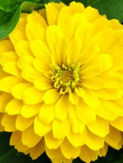 บานชื่นสีเหลืองทอง (Golden yellow zinnia) / 40 เม็ด (UK)