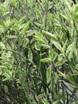 ต้นแสยกใบด่าง สีเขียวแซมชมพู สูง 50-70 ซ.ม. / ต้น