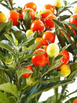 โสมอินเดีย (Indian Ginseng) / 100 เม็ด (India) *