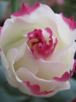 ไลซิแอนทัส (Lisianthus) สีขาวขลิบแดง / 50 เม็ด