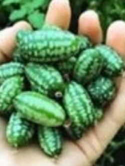 แตงจิ๋ว หรือแตงโมจิ๋ว / 10 เม็ด (China)