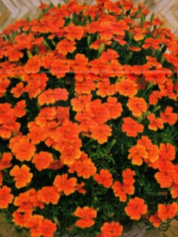 ดาวเรืองฝรั่งเศส สีส้ม ซอง 50 เม็ด (A021)