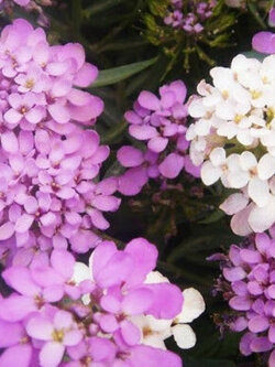 ร็อกเก็ท แคนดี้ทัฟท์ (Rocket Candytuft) คละ / ซอง 50 เม็ด (A138)
