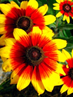 แววตา (Black Eyed Susan) สีเหลือง-ทอง / 1,200 เม็ด (UK)