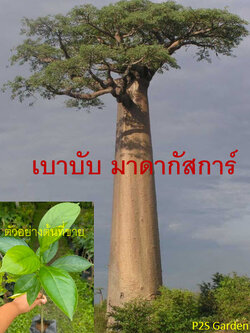 ต้นเบาบับ มาดากัสก้า (Baobab Tree) สูง 20-40 ซ.ม.