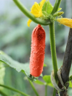 แตงกวาแดง (Red cucumber) / 30 เม็ด