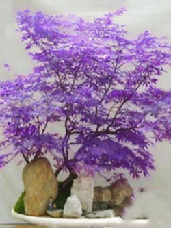 เมเปิ้ลบอนไซ (Maple Bonsai - ACER) สีม่วง / 20 เม็ด