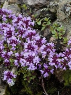 ไทม์เลื้อย (creeping thyme) / 100 เม็ด (S057)