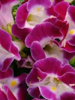 แววมยุรา คาวาอิ (Torenia - Kauai) สีมาเจนต้า / 25 เม็ด (USA)