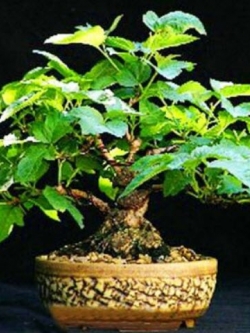 กิลเดอร์ โรส (Guelder Rose / Viburnum opulus) บอนไซ / 50 เม็ด (UK)