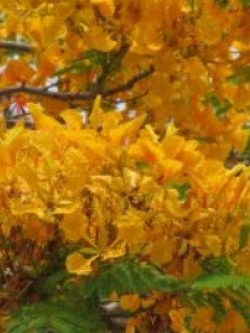 ต้นหางนกยูงฝรั่งสีทอง / หางนกยูงสีทอง กระถาง สูง 100 ซ.ม. / ต้น