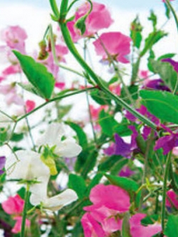 สวีทพี นีไฮ (Sweet Pea Knee High) คละ / 25 เม็ด (USA)