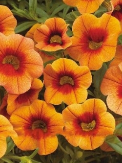 คาลิบราโคว์ - แอปริคอท พั้นช์ (Calibrachoa - Apricot Punch) / 200 เม็ด