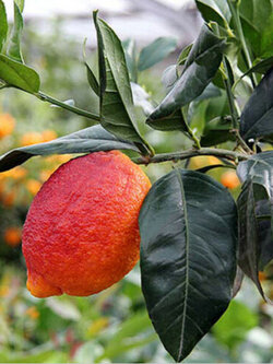 เลม่อนแดง (Red Lemon / Blood Orange) / 10 เม็ด (Vietnam)