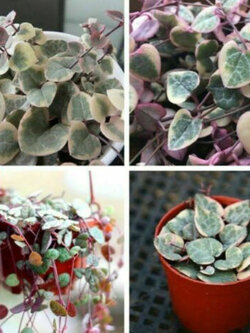 สายป่านดวงใจ (String of Hearts) คละแบบ / 100 เม็ด (China) มีเงื่อนไข