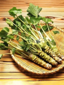 วาซาบิ (Wasabi) / 50 เม็ด