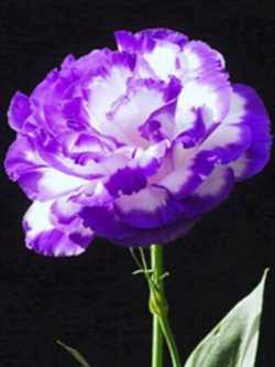 ไลซิแอนทัส (Lisianthus) สีม่วงซ้อนแซมขาว / 50 เม็ด (China)