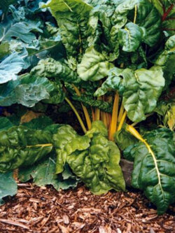 สวิสชาร์ด รูห์บับ (Swiss Chard Rhubarb) เหลือง / 75 เม็ด (UK)