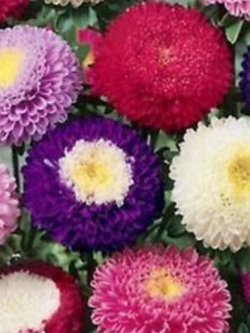 แอสเตอร์ พอมพอนน่า (Aster Pomponna) คละ / 200 เม็ด (Ukraine)