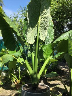 บอนหูช้าง ส่งหัวรากตัดใบ / รอขุด