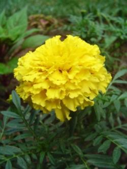 ดาวเรืองฝรั่งเศส สีเหลือง /ซอง 50 เม็ด (A005)