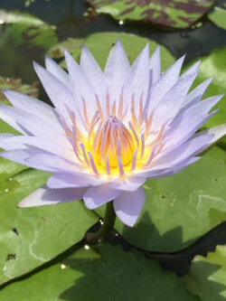 บัวผันไทยลูกผสม หรือบัวสี (water Lily) สีม่วง / ซอง